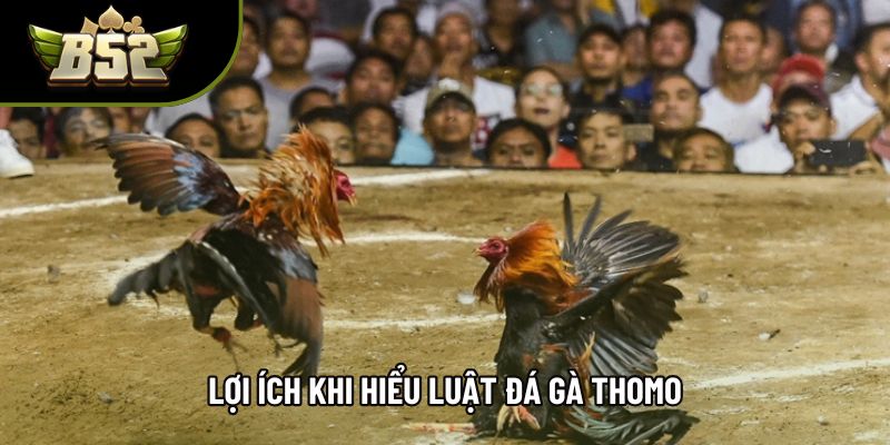 Lợi ích khi hiểu luật đá gà thomo